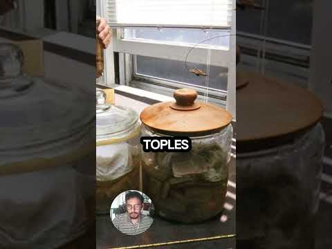 Saat Otak Einstein Diambil Tanpa Izin 🧠