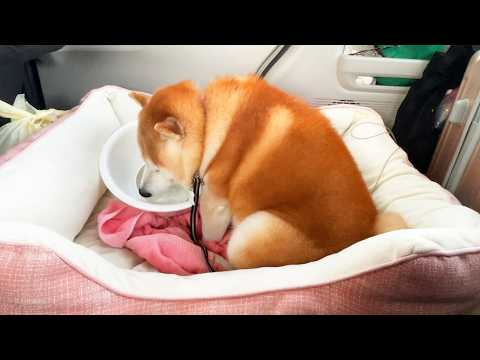 さんぽ後にちょこんと座って水を飲み、育ちのお上品さを見せつけるお坊ちゃま柴犬