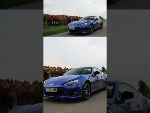 COWS' REACTION TO SUBARU BRZ