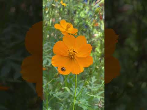 Common spotted ladybird #ladybuglove #bugs #flowers #miraculousnature #nature #ladybug #ladybugs