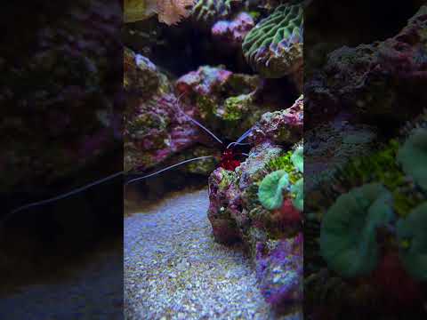 Where's My Friend? #brstv These two blood shrimp in our 3XL900 Red Sea Reefer aquarium got separated!
#shorts #BRStv

Check ou