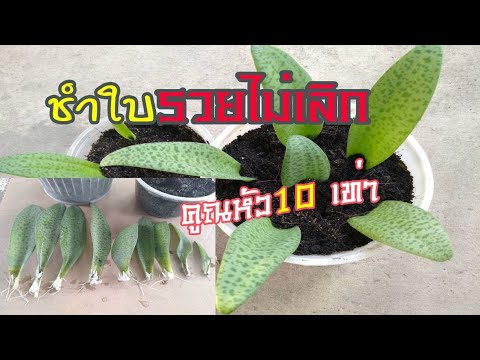 ขยายพันธุ์ว่านรวยไม่เลิก-ชำใบไ ขยายพันธุ์ว่านรวยไม่เลิก-ชำใบไ