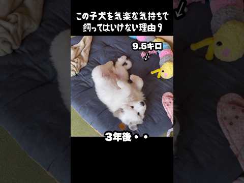 予想以上の成長をした子犬9 #greatpyrenees #癒し #大型犬のいる生活 #大型犬 #グレートピレニーズ #犬のいる生活 #可愛い #愛犬 #ペット #大型犬と暮らす