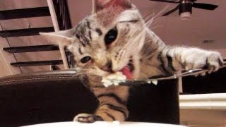 Kitty eats with fork