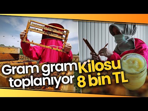 Gram Gram Sağdığı Arı Sütünün Kilosunu 8 Bin Liradan Satıyor