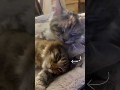 Crazy Purr Volume! 🔊🙀  #purr #asmr #kittens #mainecoon #cat #cutecat #cute