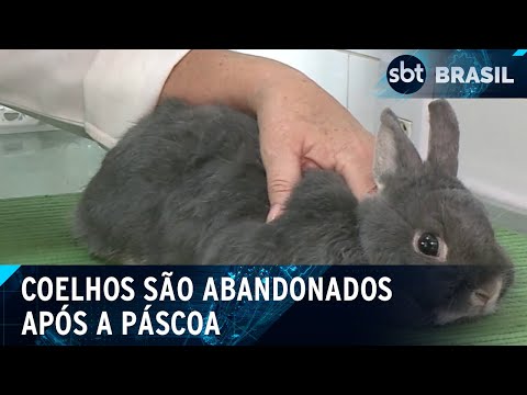 ONGs alertam sobre abandono de coelhos após Páscoa | SBT Brasil (23/03/2024)