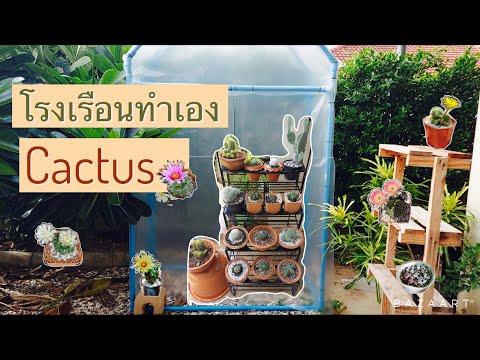 โรงเรือนแคคตัส-Cactus-ทำเองจาก โรงเรือนแคคตัส-Cactus-ทำเองจาก