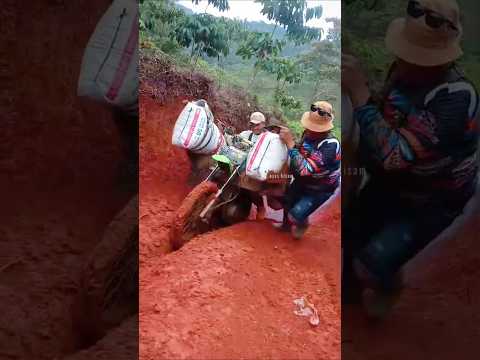 OJEK KOPI KISAM,Rantai ban slip dua ojek kopi kesulitan di tanjakan sehabis hujan#short