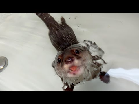 カワウソとお風呂でジャーキー掴み取り大会をしたよ！ I had a jerky grabbing contest in the bath with the otter!