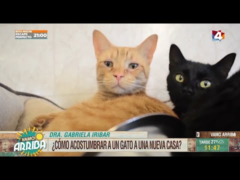 Vamo Arriba - La llegada de un gato a casa