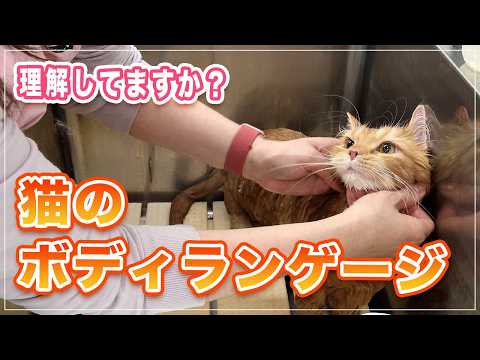 【たんぽぽちゃん】猫のボディランゲージをどこまで理解してますか？ | 視線、尻尾、体の動き全てに気を使えば猫の気持ちが理解できるようになる！【ミヌエット】