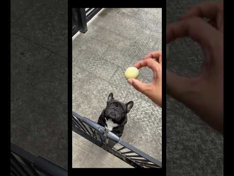 "Feeding My Cute Pets… But One Is Missing! 😱🍪"#shorts