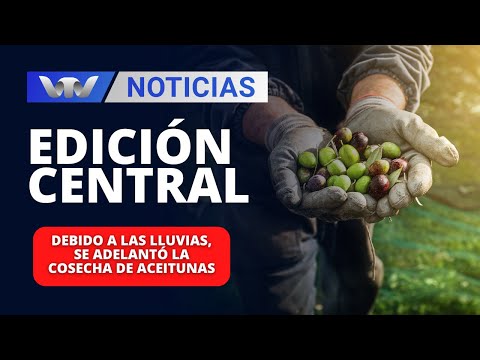 Edición Central 10/04 | Debido a las lluvias, se adelantó la cosecha de aceitunas