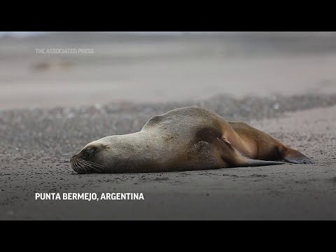 Argentina en alerta por brote de gripe aviar en lobos marinos