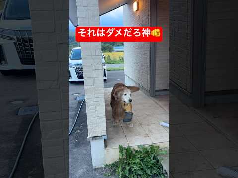 ミント君が山の神と呼ばれる理由を探る癒しのゴールデンレトリバー映像 サムネイル
