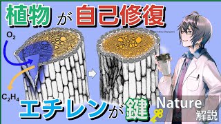 植物が自己修復🌿 植物ホルモンのエチレンが鍵🗝 #たかとー研究室