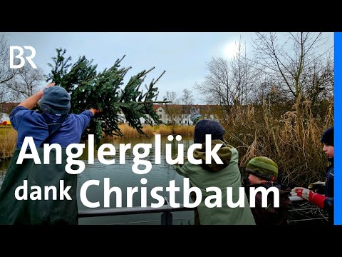 Für mehr Fischnachwuchs: Christbäume als Laichhilfe | Anglerverein | Schwaben + Altbayern | BR