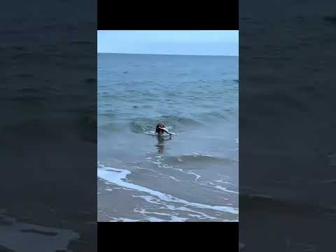 funnydogs#cute#doglover#doglife#cure#dogshorts#pet#doglife#dogshorts