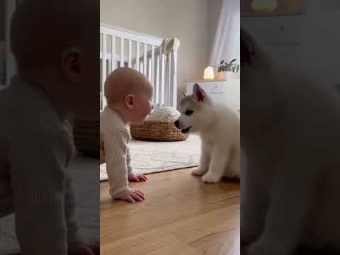 🐶👶 Serious Talks Between a Puppy & a Baby! Too Cute to Handle 😆💖 #petshorts