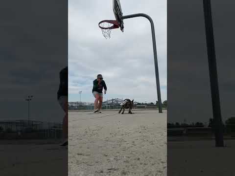 Dog Funny Jump Short Video 😂 #shorts