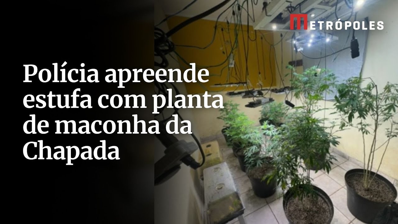 Polícia apreende estufa com planta de maconha da Chapada
