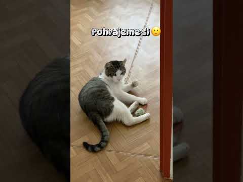 Kočičí den ❤️🐱💤  #cat #happycats #happy #cute #funny #funnycats #short #shorts #shortvideo #cz