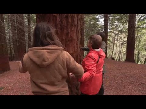 Amarlas sin dar abrazos, para salvar a las secuoyas