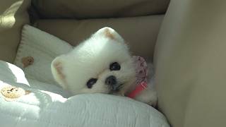 動画サムネイル