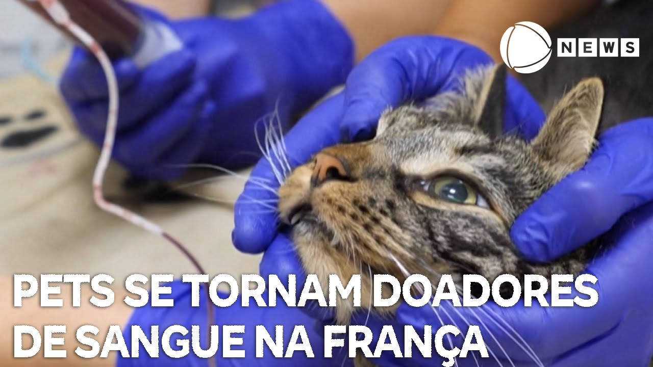 Pets se tornam doadores de sangue em clínica veterinária na França
