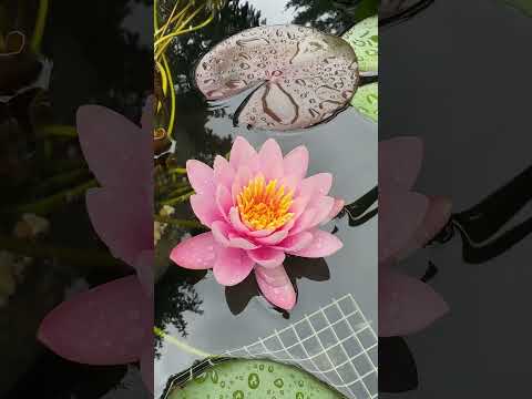 PINK BEAUTY + SPAWNING BOX! Grow waterlilies & bre 