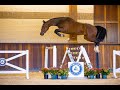 Show jumping horse Trigon Auction