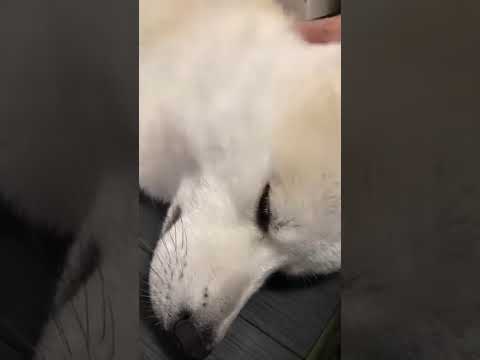 #akitainu 寝かしつけられる秋田犬