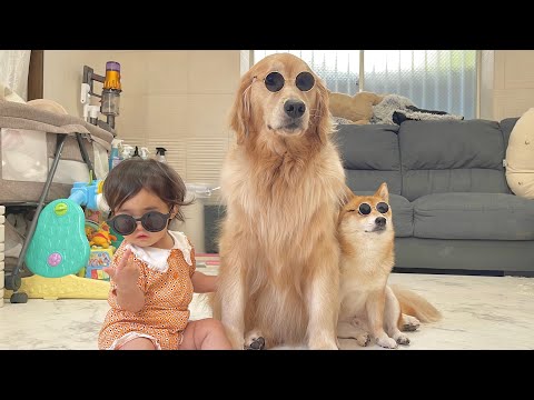 ワイルドさ全開の1歳児をあたたかい目で見守る豆柴とゴールデンレトリバーが優しすぎました...