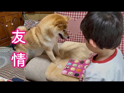 犬の動画サムネイル - 距離が縮まる瞬間に感動…子どもと柴犬の絆が愛おしすぎました