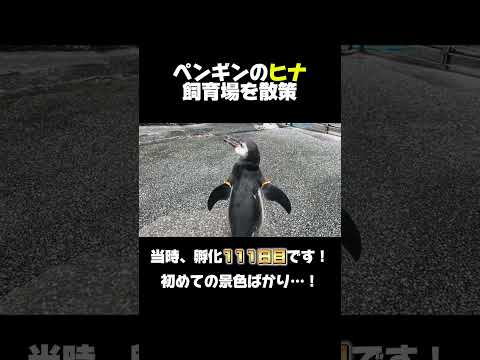 よく鳴き、よく動きます！#shorts