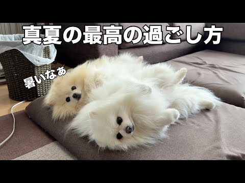 夏と言ったらやっぱりコレです
