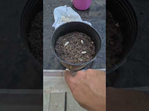 زراعة الفاصولياء 🌿🌸 #زراعة_الأسطح #plants #اشجار #garden #زراعة #gardening