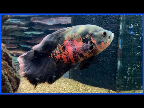 I Bought A GIANT Long-Finned OSCAR! In this video, I buy a HUGE veiltail tiger oscar for my 470 gallon pool pond! Thanks for watching, &