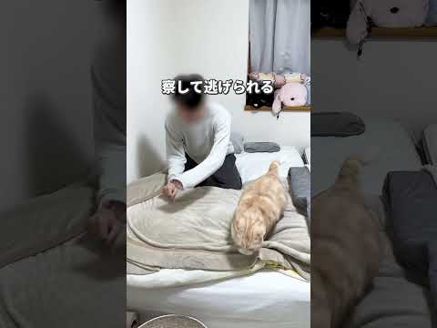 #猫 #cat #猫好きさんと繋がりたい #猫動画 #ねこ #猫のいる暮らし #子猫 #ねこのいる生活 #猫あるある #替え歌