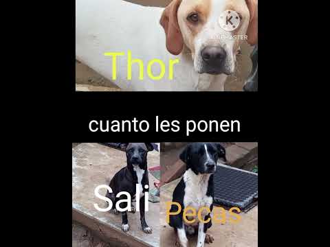 Thor y Salí son hermanos y pecas es hijo de Sali