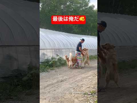 犬の動画サムネイル - 無双モード⚔️#shorts #puppy #goldenretriever #ゴールデンレトリバー子犬 #ゴールデンレトリバー #大型犬のいる生活 #大型犬 #癒し #散歩 #愛犬 #散歩