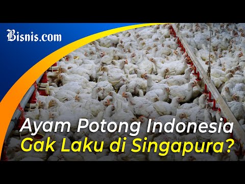 Singapura Hadapi Krisis Ayam Potong, Kenapa?