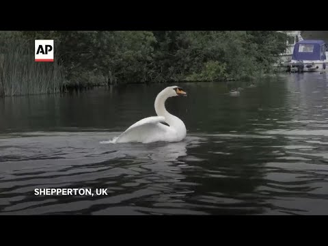 Annual royal swan count underway on River Thames