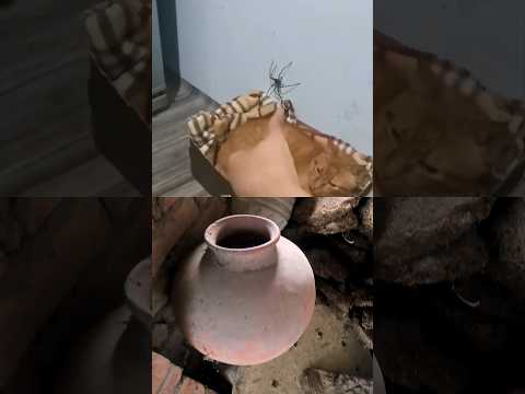 spider 😝#comedy #funny #ytshorts #love #awezchaitrend #reaction #husbandwife #youtubeshorts