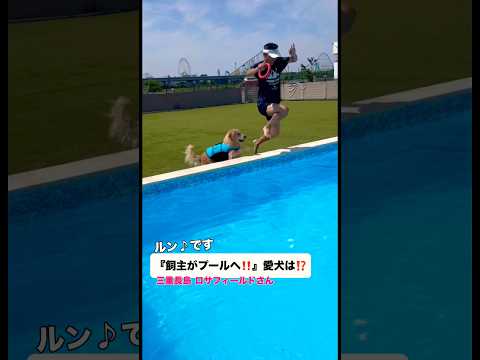 飼い主がプールへ‼愛犬の反応は⁉