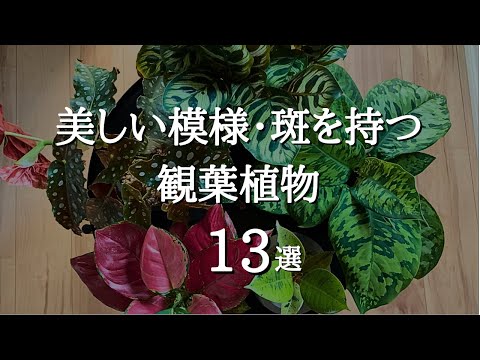 【インテリアグリーン】模様・斑が美しいおしゃれな観葉植物13選 | 特徴や育て方についても解説