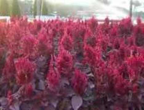 <b>zuhal</b> olcay (ankara'da aşık olmak)