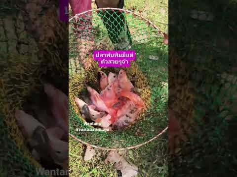 ปลาทับทิมเตรียมจะเอาไปปล่อยอีกคลองจ้า #คลองไส้ไก่ #เกษตรผสมผสาน #automobile #fish #canal #nature