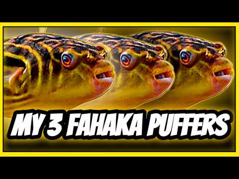 My 3 Fahaka Puffer Fish First Impressions_ Nothing My first time keeping FAHAKA PUFFER FISH (TETRAODON LINEATUS) has been WILDLY different than I expec